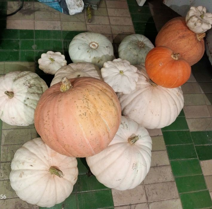 Тыквы патиссоны кабачки дачные на вес