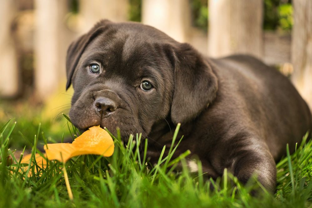 Кученца Кане Корсо Куче Cane Corso