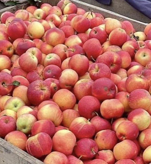 Vand 1 tona de mere pentru tuica