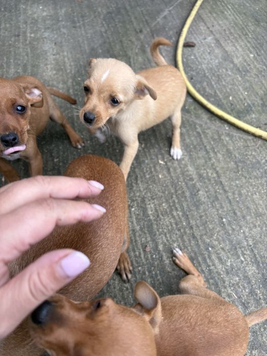 Пинчери търсят новия си дом