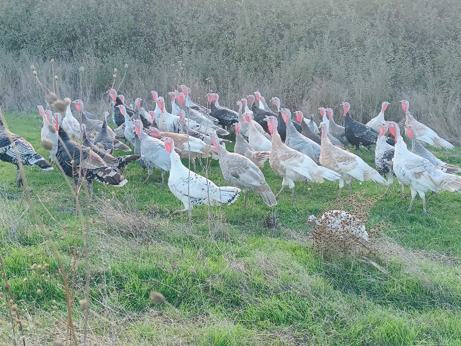 Vând curci, curcani și gâște