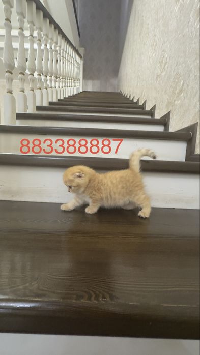 Продаётся чистокровный котята золотая шиншилла