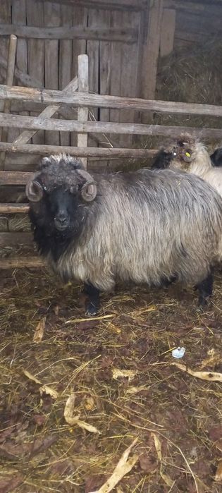 Vând două oi fătate