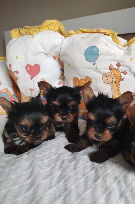 Йоркширски териер