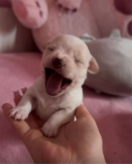 Chihuahua mini toy