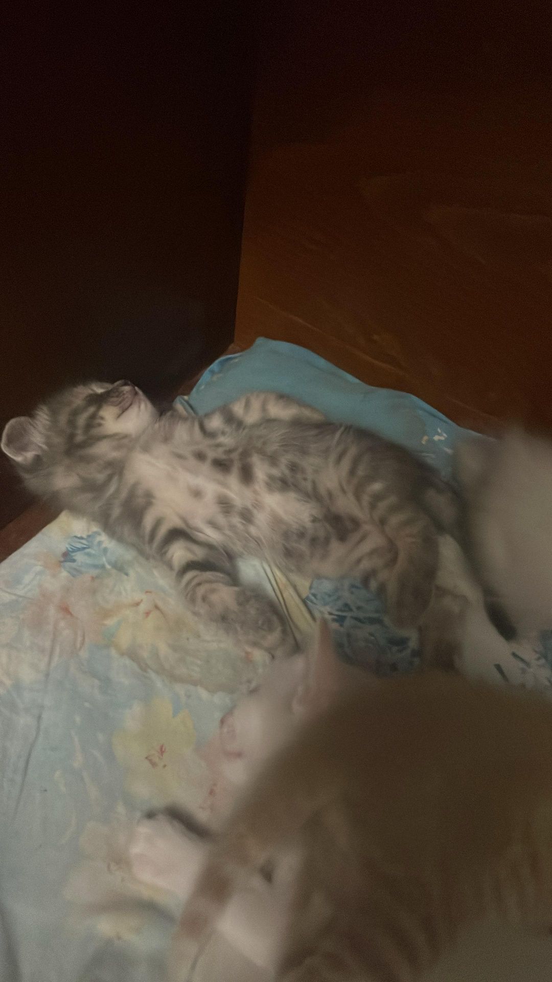 Отдам котенка, девочка
