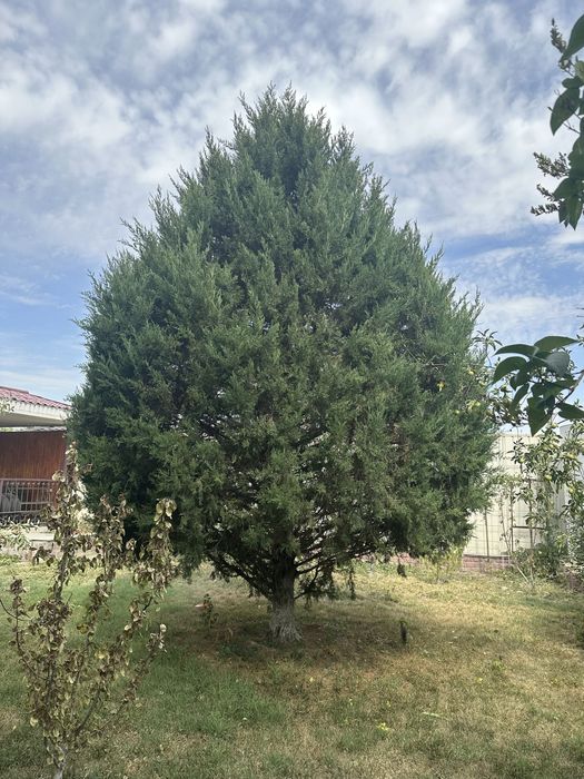 Продам ель в связи стройкой