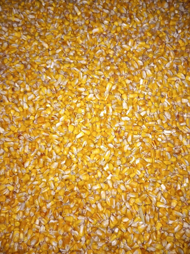 Porumb de vanzare