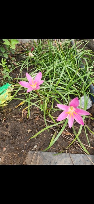 Зефирантес комнатное цветущие растение