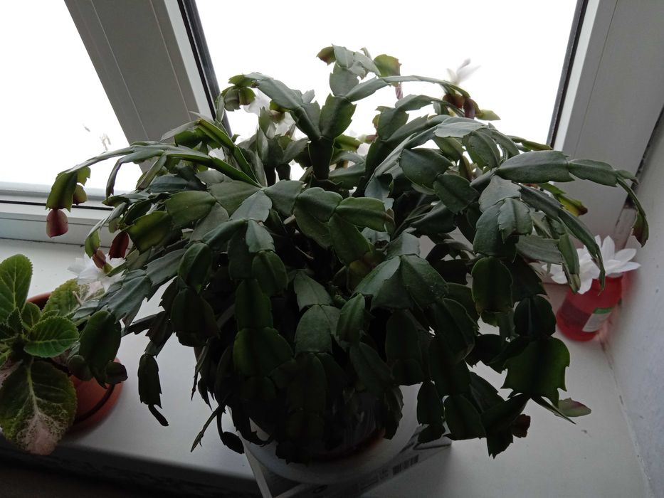 Продам цветы для дома