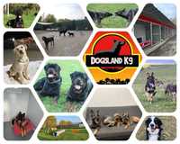 Dogisland K9 - Dresaj Canin - Pensiune canina