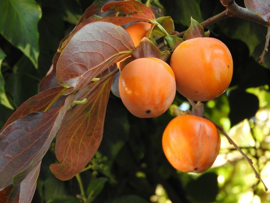 Soiuri De Kaki .