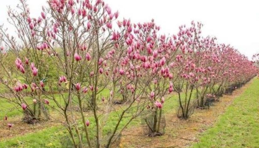 Plante ornamentale magnolia
