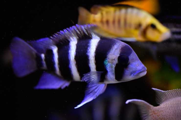 Аквариумные рыбки! Фронтоза
