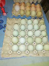 Ouă de vânzare verzi fără colesterol găinile sunt crescute la țară