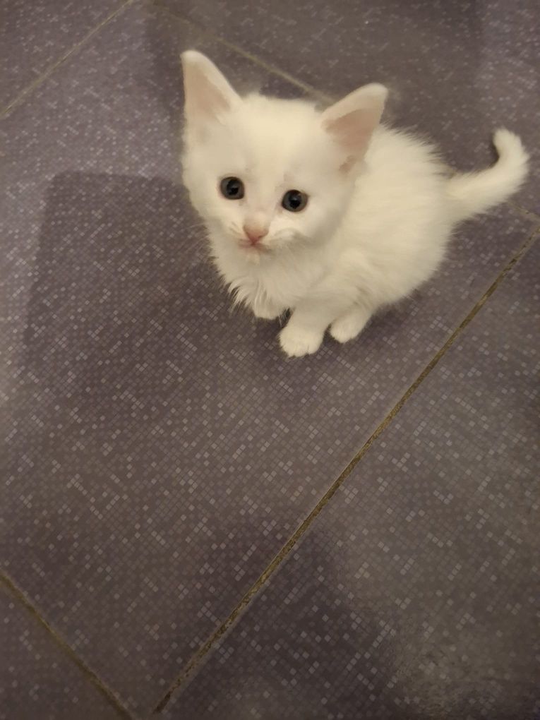 Donez pisici de o lună