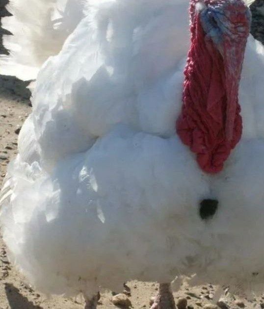 Мясо Индейки домашнее