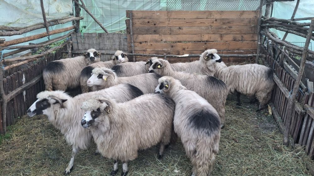 Vând oi pentru mai multe detalii in privat.
