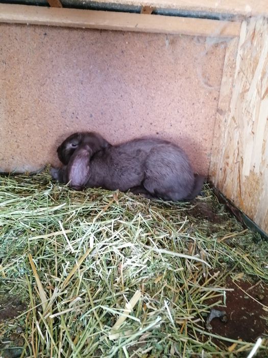 Iepuri rasa Berbec german culoare havana