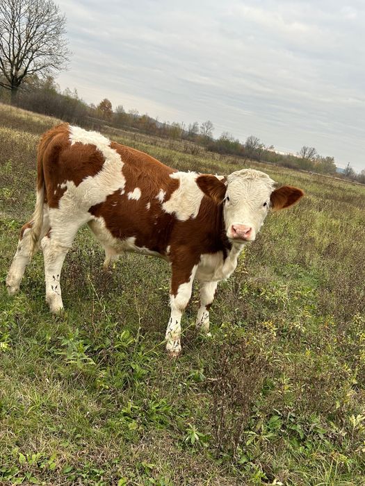 Vând viței bălțați