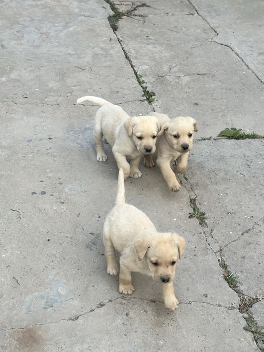 Продаем лабрадоров щенков