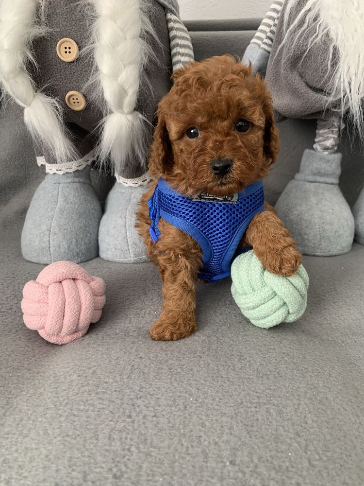 Пудел той С родословие Елитни Poodel toy
