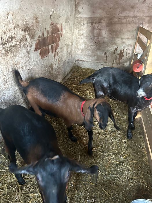 Vând capre Anglo Nubiane