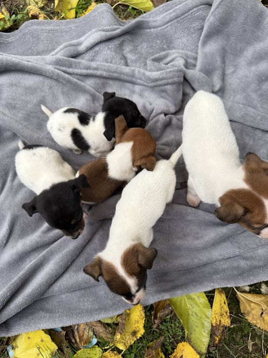 Продават се 5 бебета Джак Ръсел териери