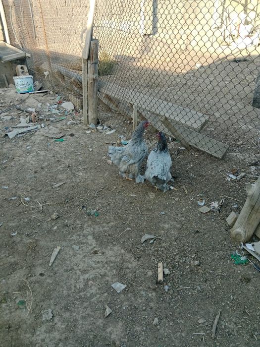 Продаётся домашний куры