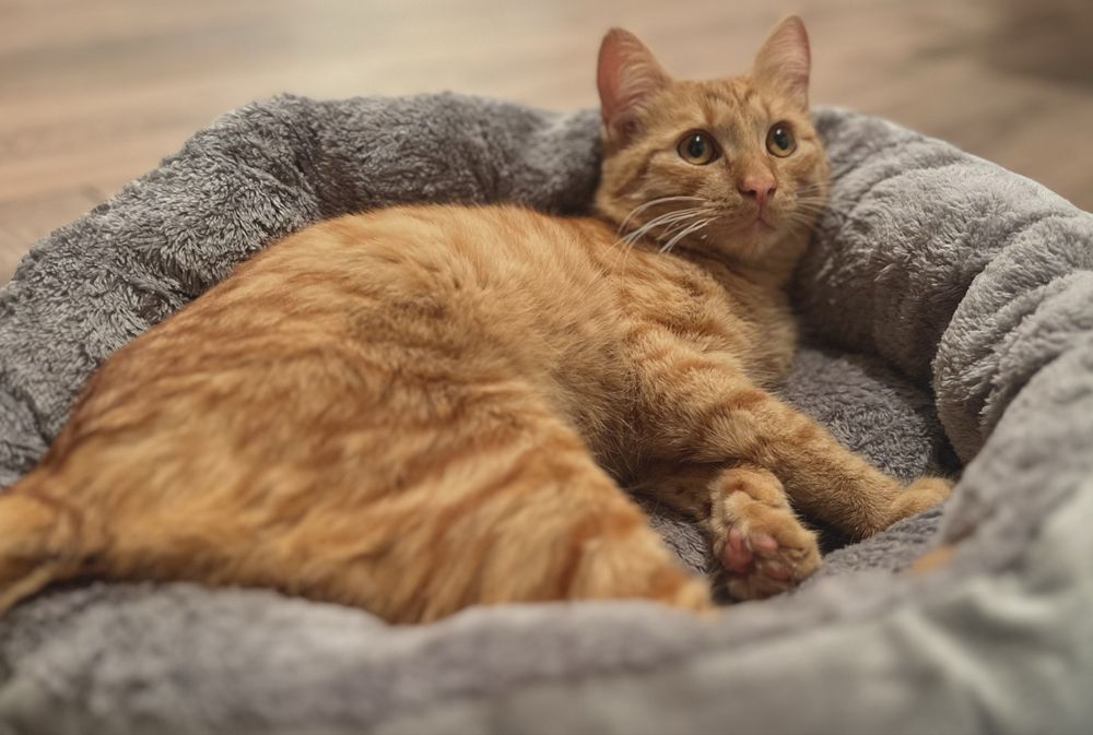 Отдам кота, приучен к лотку, спокойный, игривый