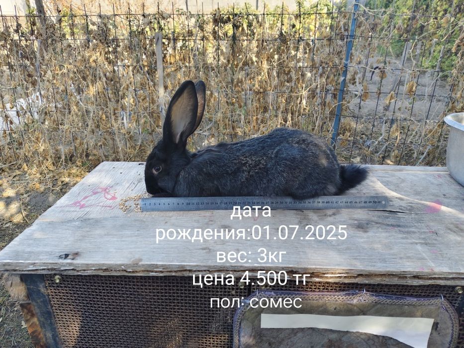 Кролики породы великан