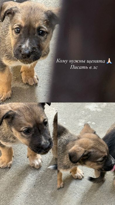 Щенки дворняжки 5 шт