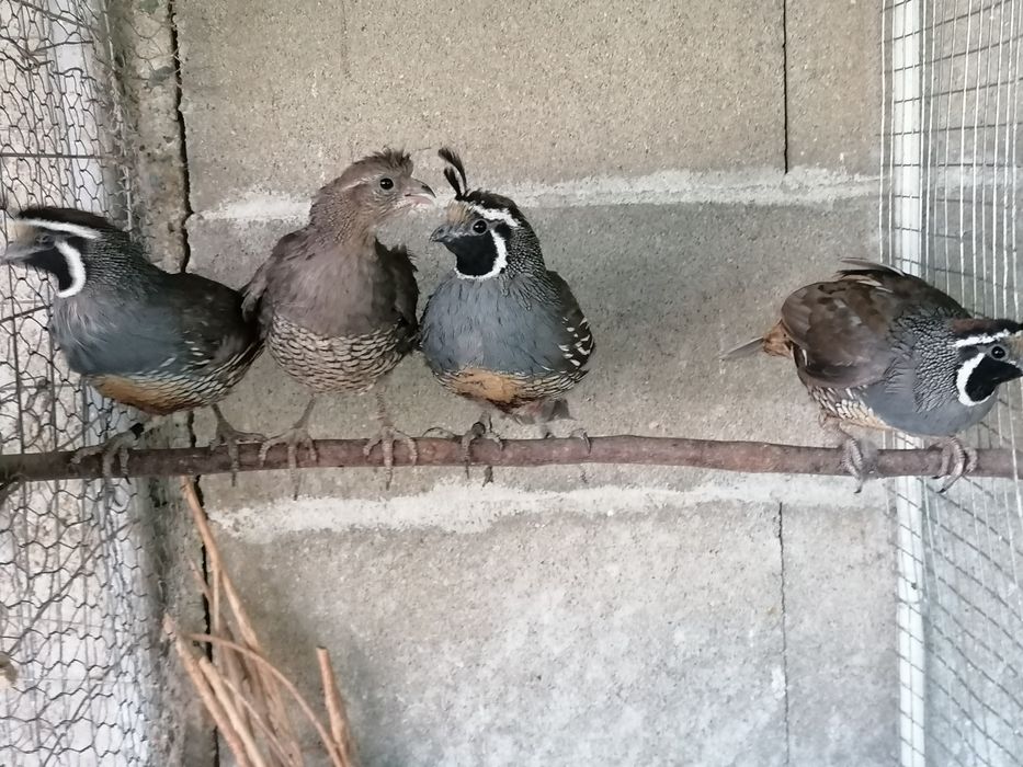 Калифорнийски пъдпъдъци и гугутки скумрийки.