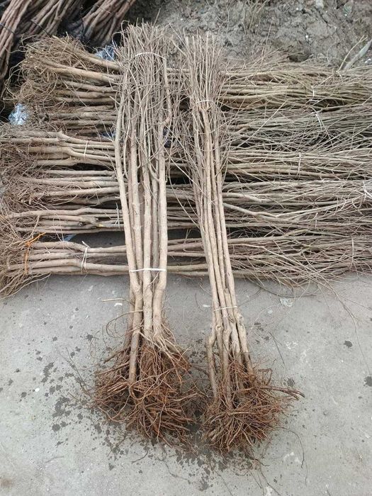 Pomi fructiferi, Kiwi/Kaki/Rodiu.Nuci chandler. Cires Maxut