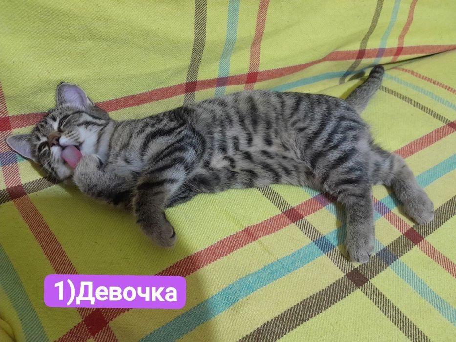 Котята ищут дом и любящих хозяев