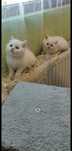 Pui pisica british shorthair