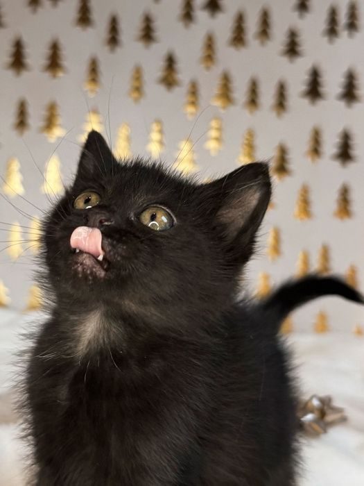 Пантери  4 на брой