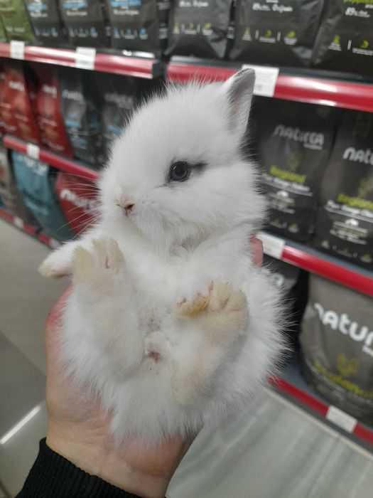 Декоративни мини зайчета