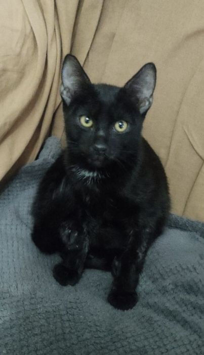 Aris motănel 3 luni