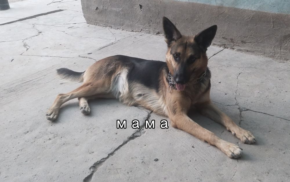 Щенки немецкой овчарки