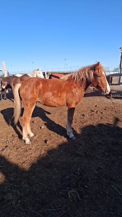 Продам кобылу 1.5 годовалая