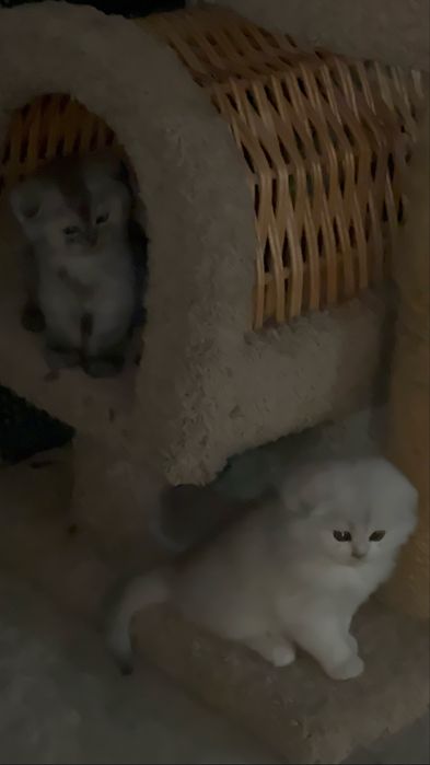 серебристый шиншилла 2 оба  мальчик