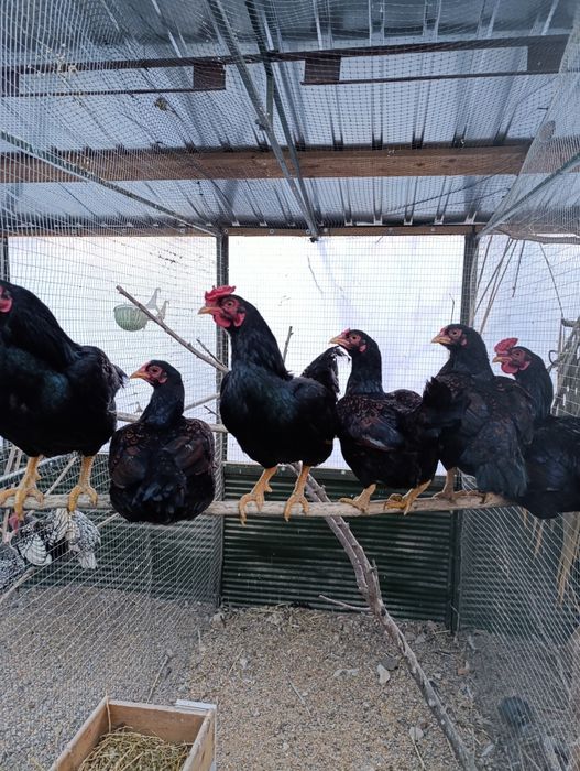 Vând familiei combatant indian pitic 2+1