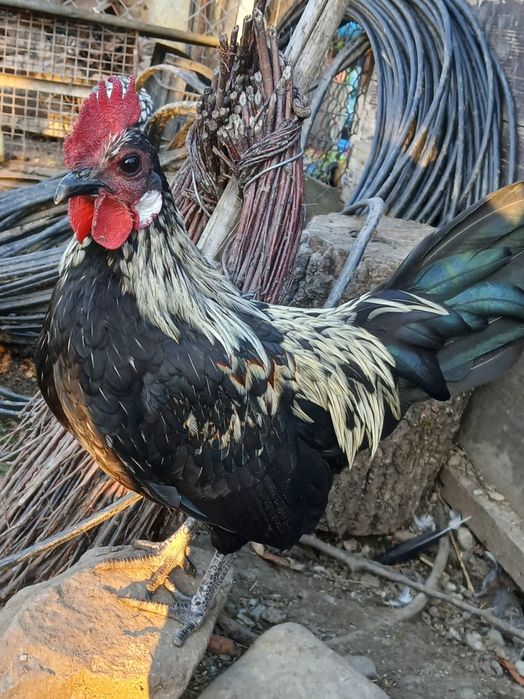 Cocoși disponibili