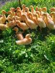 Vând pui de găină australop ,au 1 luna 25ron bucata ,și rate pekin 25