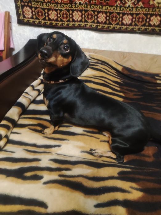 Мальчик такса  вязка зовет на свидание