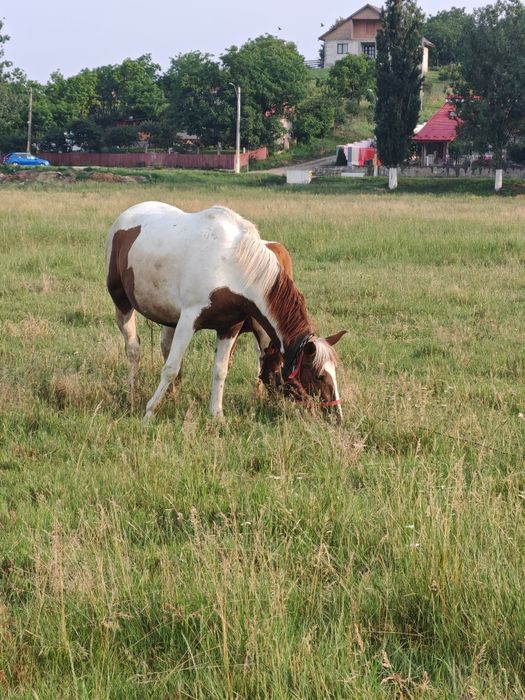 D  e   v â n z a re