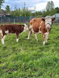 Vaca fara vitel - Baltata Romaneasca - gestanta in 3 luni