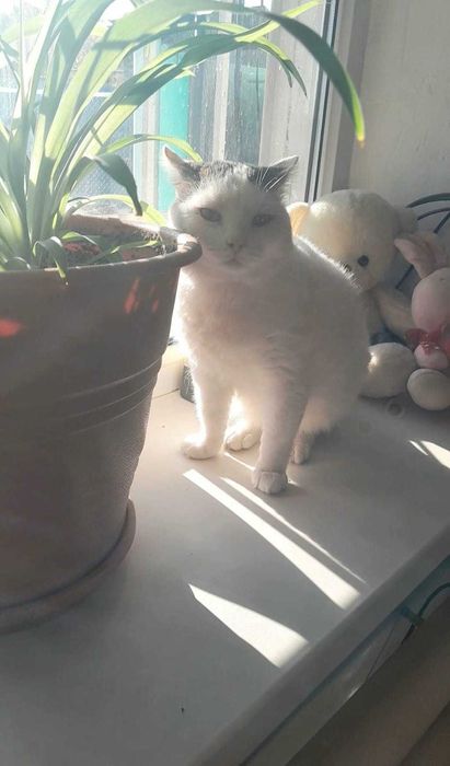 Отдадим кота в добрые руки