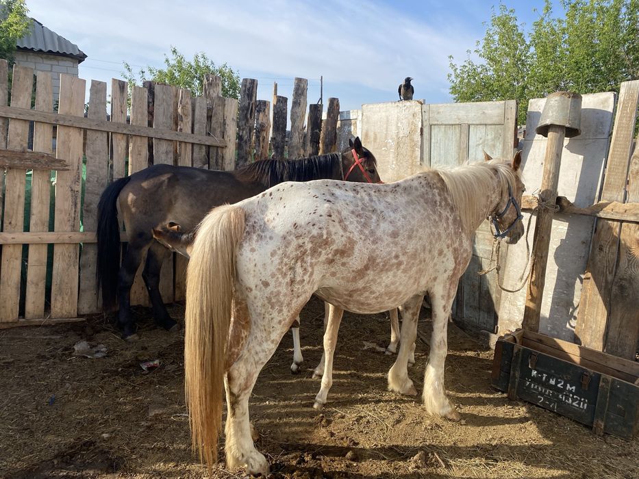 Бие сатылады обмен